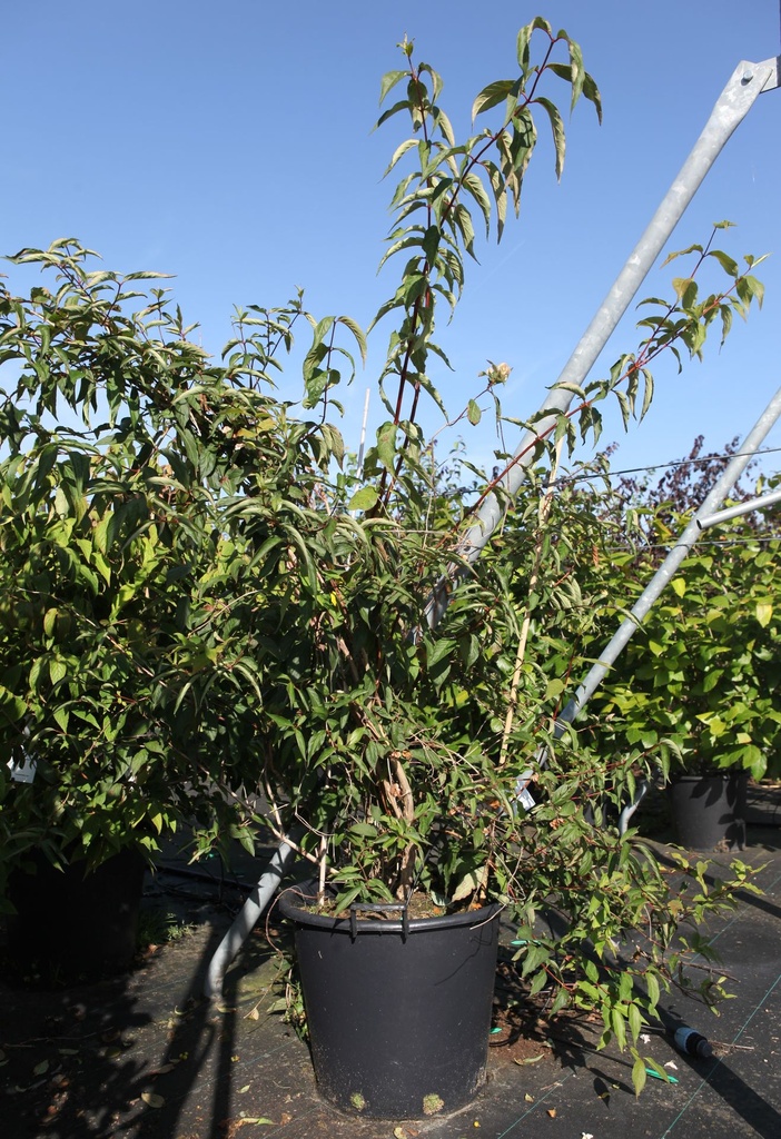 [P] Dipelta yunnanensis cont. 50L 150/+ cm