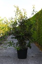 Dipelta yunnanensis cont. 50L 150/+ cm