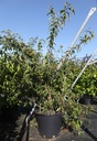 Dipelta yunnanensis cont. 50L 150/+ cm