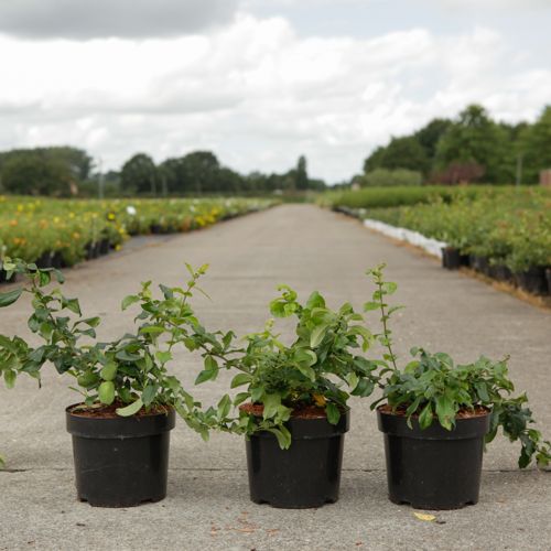 Chaenomeles superba 'Cameo' cont. 3,6L 40/+ cm mit Stock +B