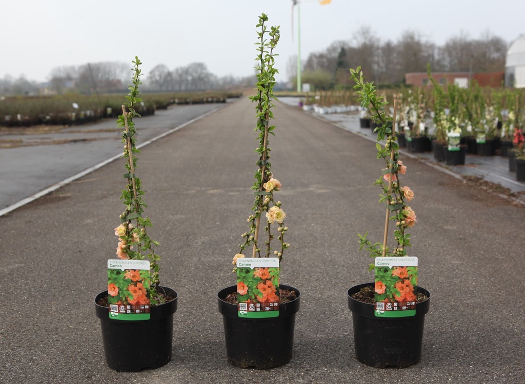 Chaenomeles superba 'Cameo' cont. 3,6L 40/+ cm with cane +p