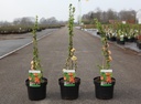 Chaenomeles superba 'Cameo' cont. 3,6L 40/+ cm mit Stock +B