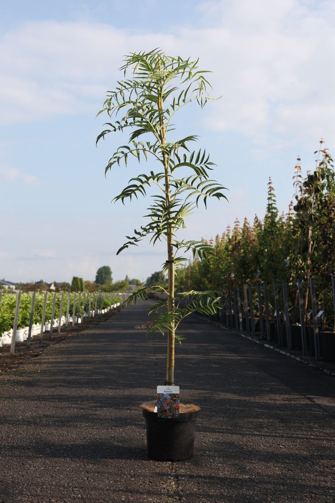 Sorbus 'Dodong' cont. 12L 175/+ cm feathered +ф
