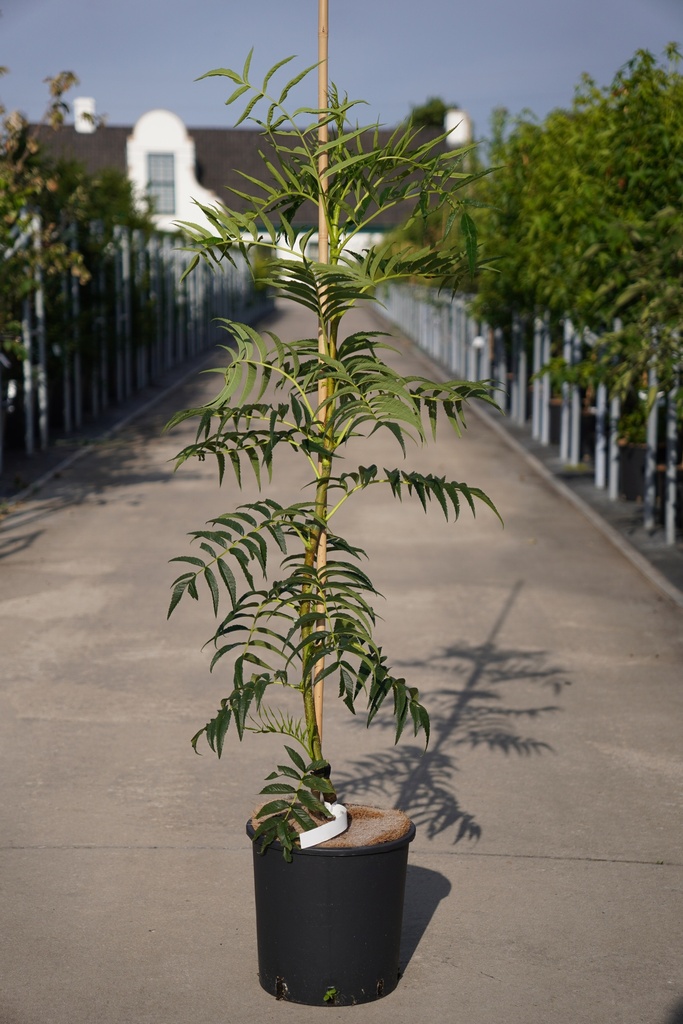 Sorbus 'Dodong' cont. 12L 175/+ cm spil +f