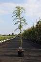 Sorbus 'Dodong' cont. 12L 175/+ cm feathered +ф