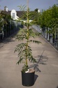 Sorbus 'Dodong' cont. 12L 175/+ cm spil +f