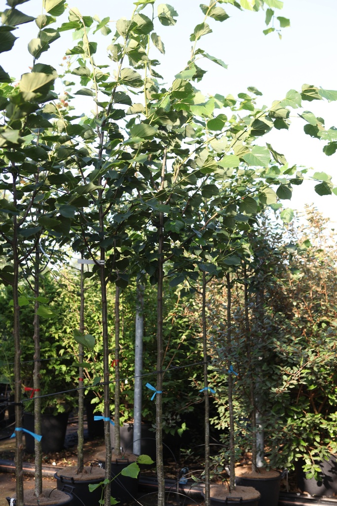Tilia europaea 'Pallida' cont. 35L hoogstam 8-10