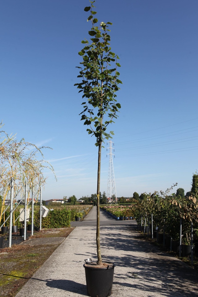 Tilia europaea 'Pallida' cont. 35L standard 8-10