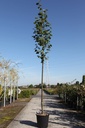 Tilia europaea 'Pallida' cont. 35L standard 8-10