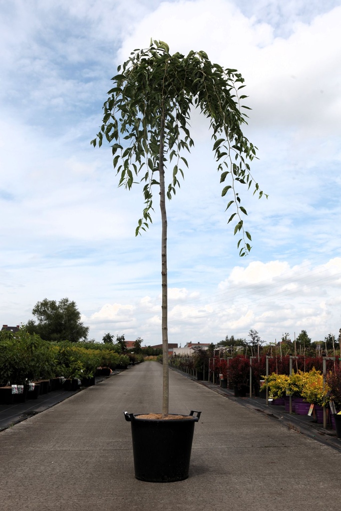 [P] Ulmus pendula 'Mauro' cont. 35L Stamm 10-12