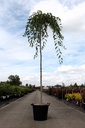 Ulmus pendula 'Mauro' cont. 35L hoogstam 10-12