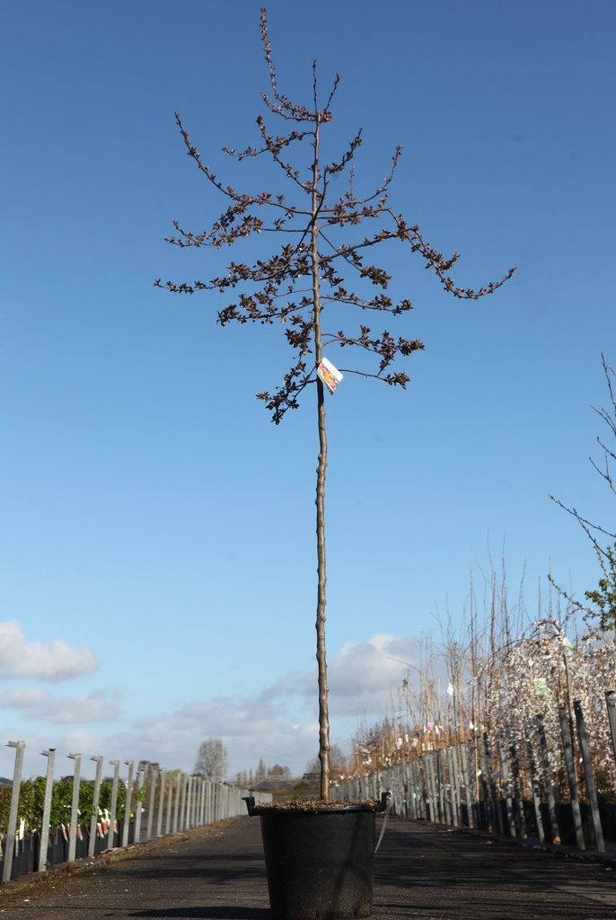 Malus 'Indian Magic' cont. 30L hoogstam 6-8