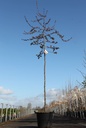 Malus 'Indian Magic' cont. 30L hoogstam 6-8