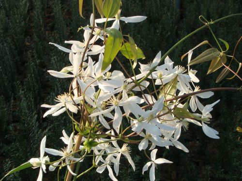 [P] Clematis armandii cont. 2L haut 80-100 cm +p
