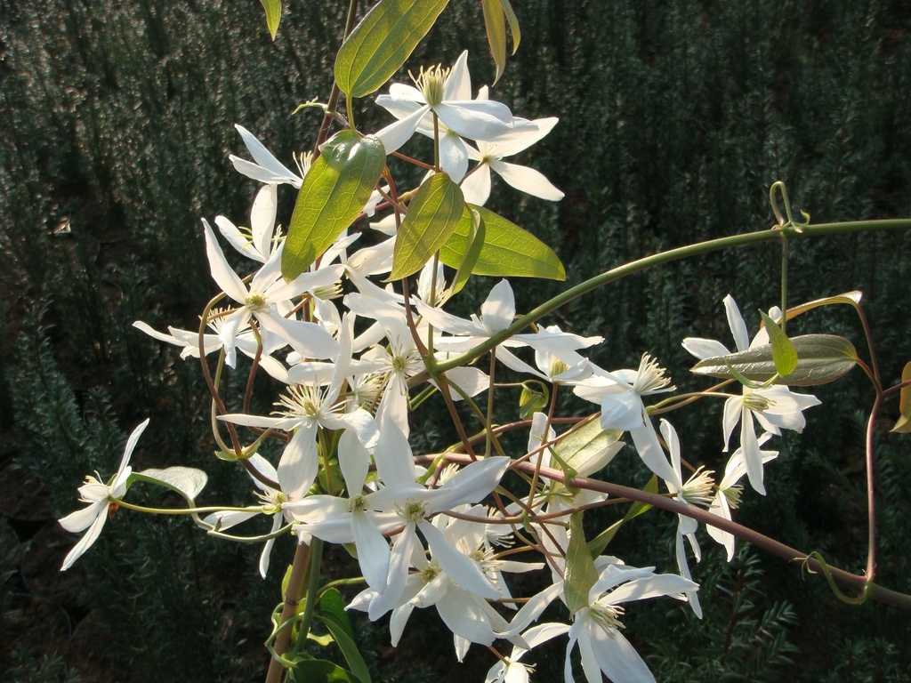 [P] Clematis armandii cont. 2L hoog 80-100 cm +p