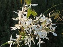 Clematis armandii cont. 2L high 80-100 cm +ф