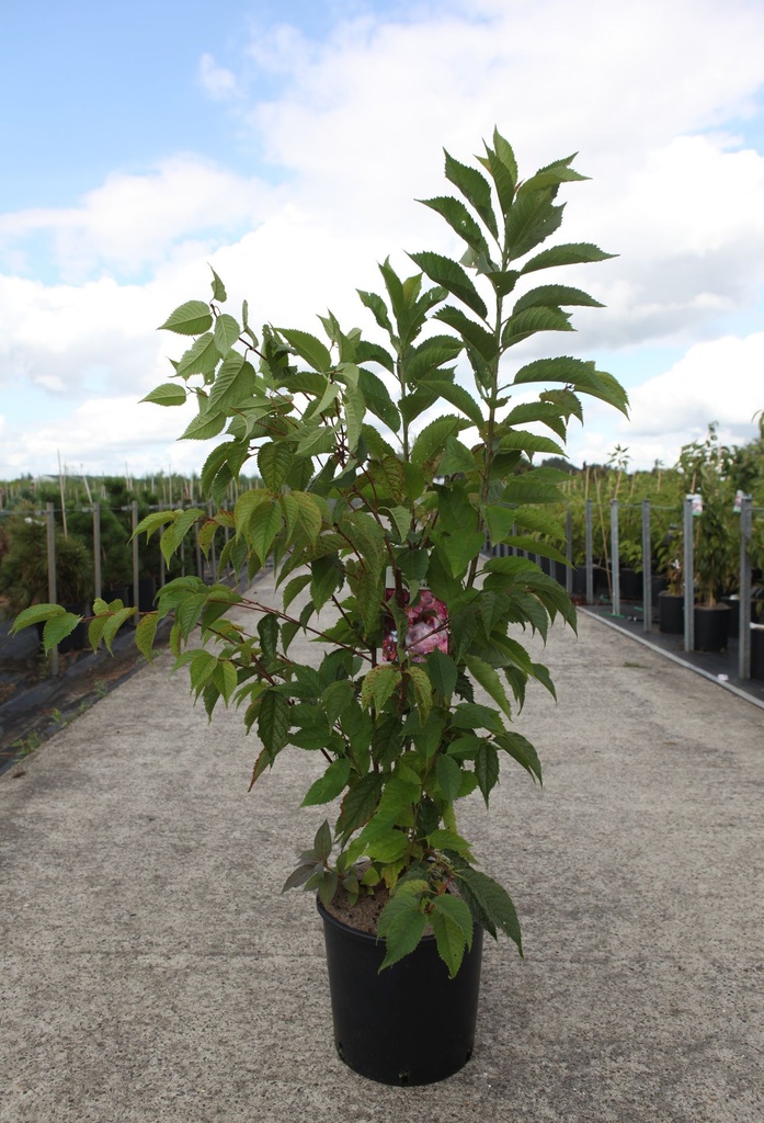[P] Prunus 'Kursar' cont. 12L 100-125 cm +p