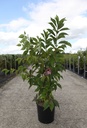 Prunus 'Kursar' cont. 12L 100-125 cm +ф
