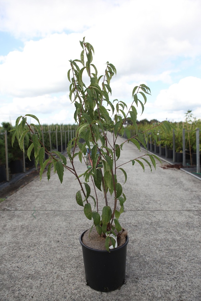 [P] Prunus serrula cont. 12L 100-125 cm +p