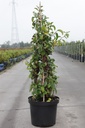Chaenomeles superba 'Clementine' cont. 10L 80-90 cm pyramid +f