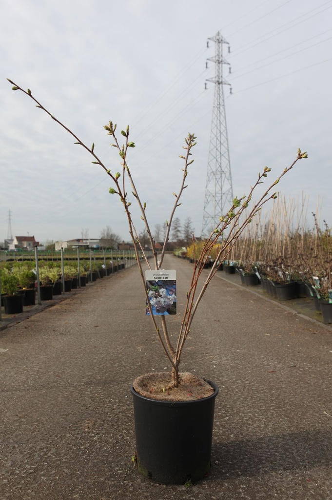 [P] Prunus serrulata 'Shimidsu' cont. 18L 125-150 cm
