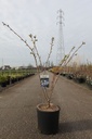 Prunus serrulata 'Shimidsu' Kont. 18L 125-150 cm