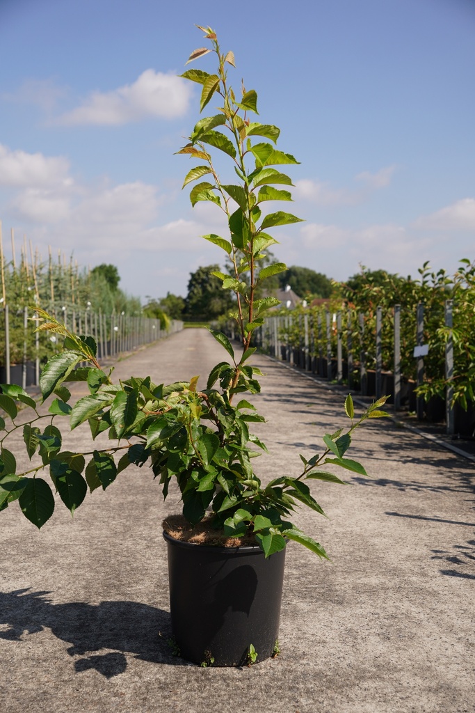 Prunus yedoensis cont. 12L 100-125 cm +p