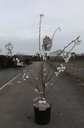 Prunus yedoensis cont. 12L 100-125 cm +ф