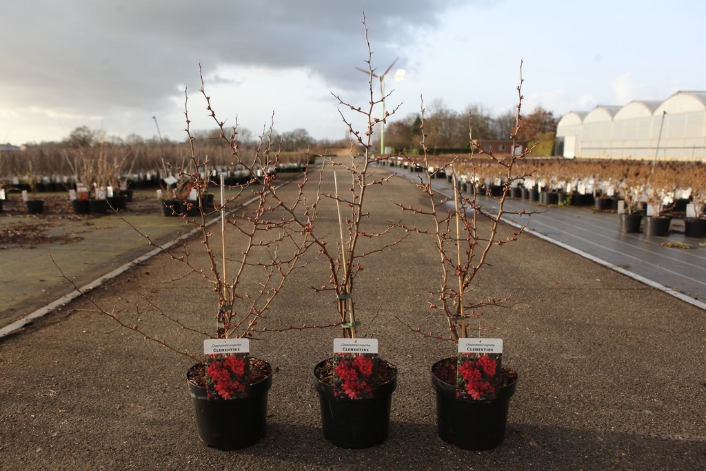 Chaenomeles superba 'Clementine' cont. 3,6L 40/+ cm avec tuteur +p