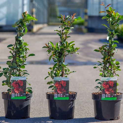 Chaenomeles superba 'Clementine' cont. 3,6L 40/+ cm avec tuteur +p