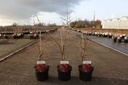 Chaenomeles superba 'Clementine' cont. 3,6L 40/+ cm mit Stock +B