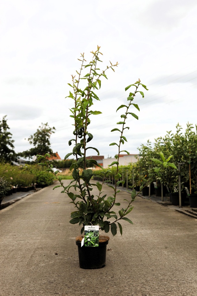 [P] Mespilus germanica cont. 5L 60-80 cm +B