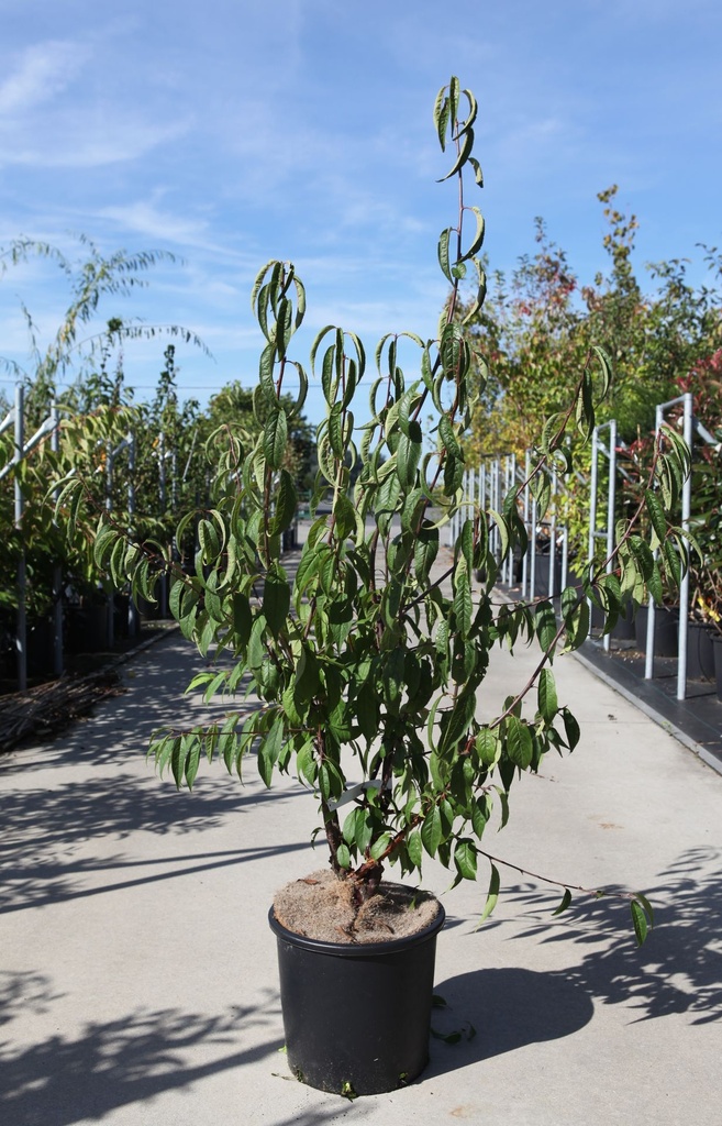 [P] Prunus serrula cont. 12L 125-150 cm