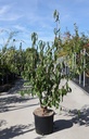 Prunus serrula cont. 12L 125-150 cm