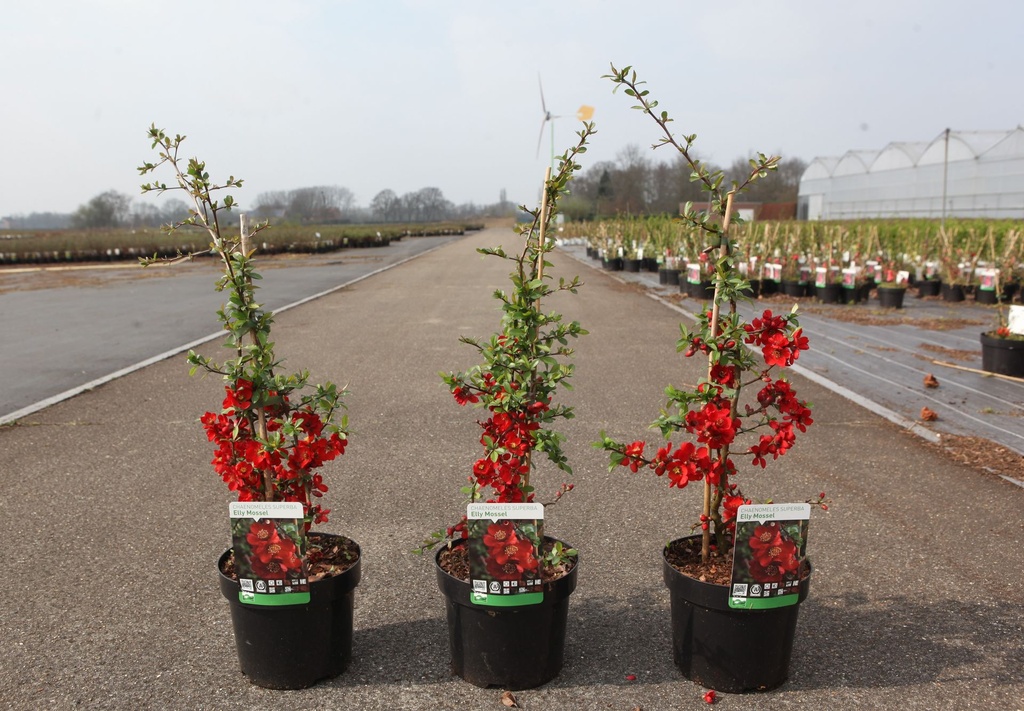 Chaenomeles superba 'Elly Mossel' cont. 3,6L 40/+ cm with cane +p