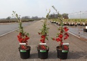 Chaenomeles superba 'Elly Mossel' cont. 3,6L 40/+ cm with cane +p