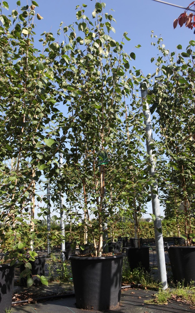 [P] Betula utilis jacquemontii cont. 50L 250/+ cm Multistamm