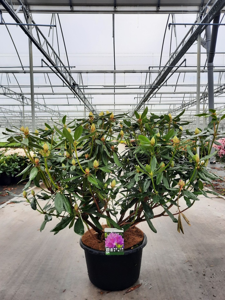 Rhododendron ponticum cont. 43L 100-125 cm +p
