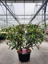 Rhododendron ponticum cont. 43L 100-125 cm +p