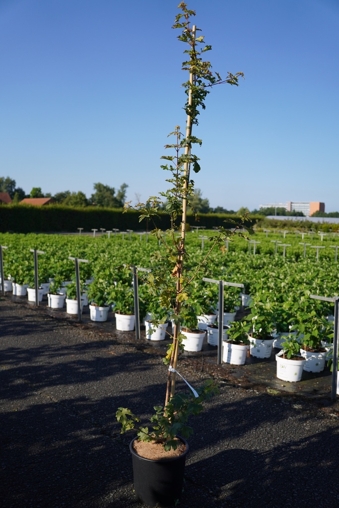 [P] Acer campestre 'Elsrijk' cont. 12L 150-175 cm feathered +ф