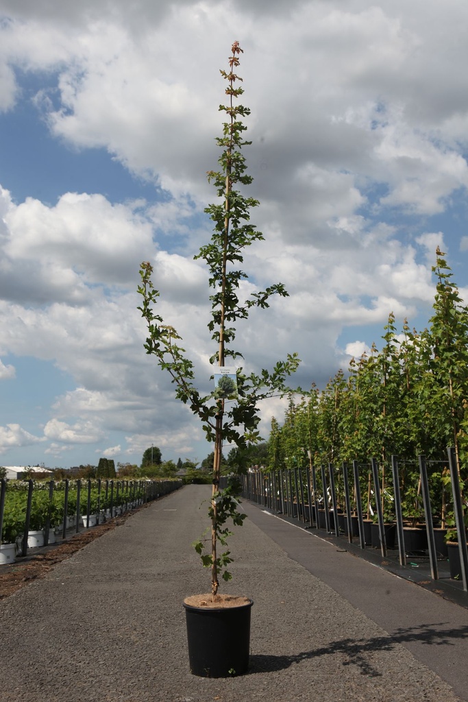 [P] Acer campestre 'Elsrijk' cont. 12L 150-175 cm feathered +p