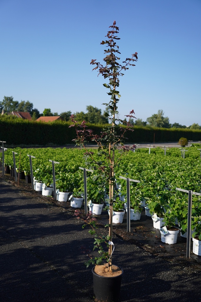 [P] Acer campestre 'Red Shine' cont. 12L 150-175 cm feathered +ф