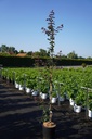 Acer campestre 'Red Shine' Kont. 12L 150-175 cm junger Baum +B