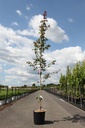 Acer campestre 'Red Shine' cont. 12L 150-175 cm feathered +ф