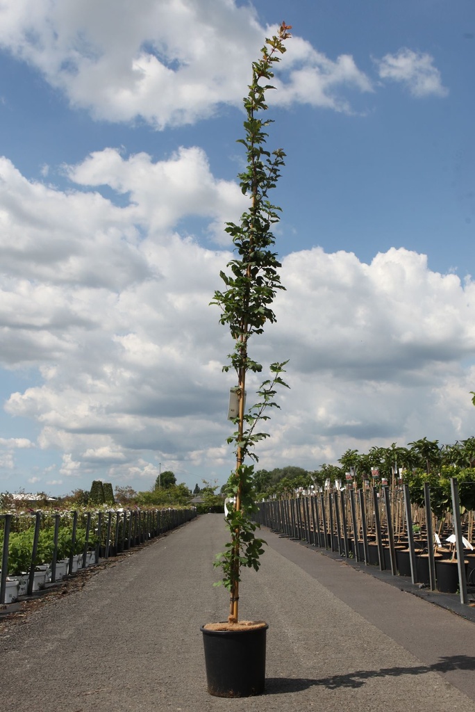 [P] Acer campestre 'William Caldwell' cont. 12L 150-175 cm junger Baum +B