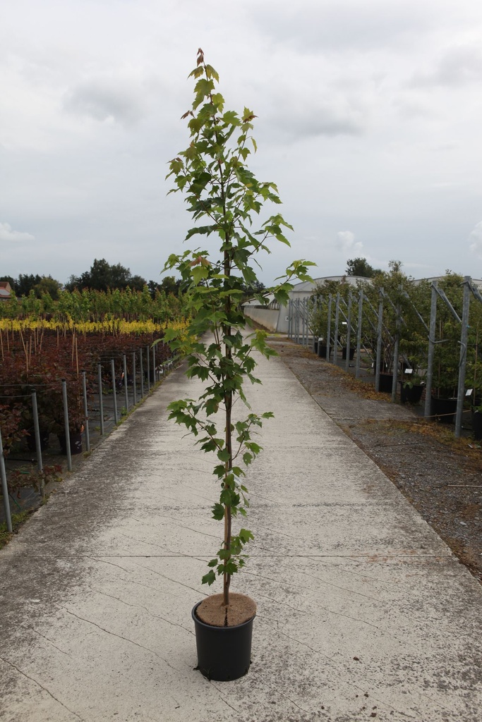 [P] Acer rubrum 'Brandywine' cont. 12L 150-175 cm feathered +ф