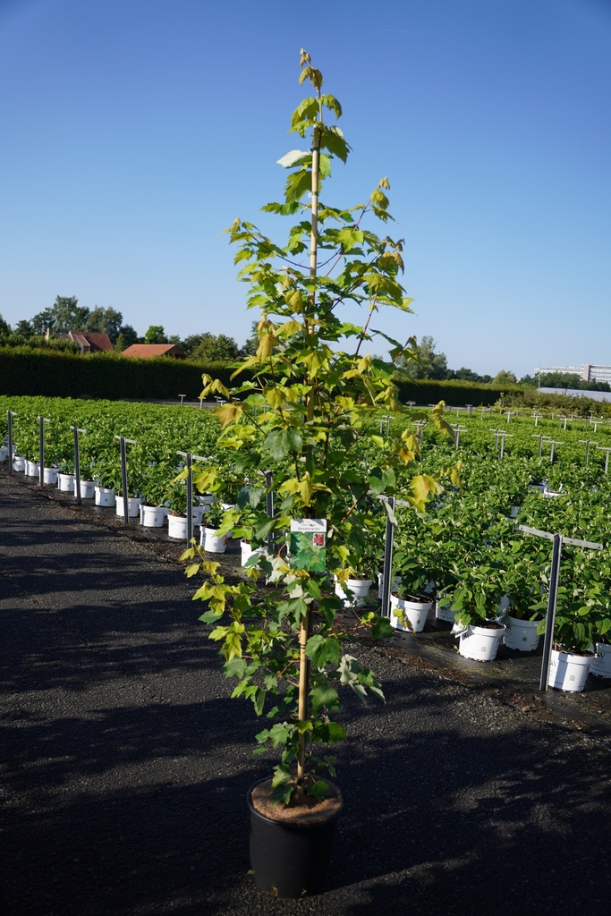 [P] Acer rubrum 'Brandywine' cont. 12L 150-175 cm spil +f