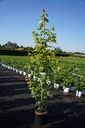 Acer rubrum 'Brandywine' Kont. 12L 150-175 cm junger Baum +B