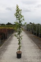 Acer rubrum 'Brandywine' cont. 12L 150-175 cm feathered +ф