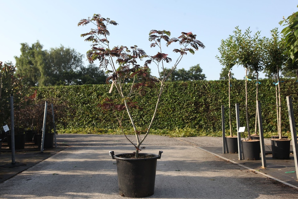 Albizia julibrissin 'Summer Chocolate' (PBR) cont. 30L 150-175 cm +p